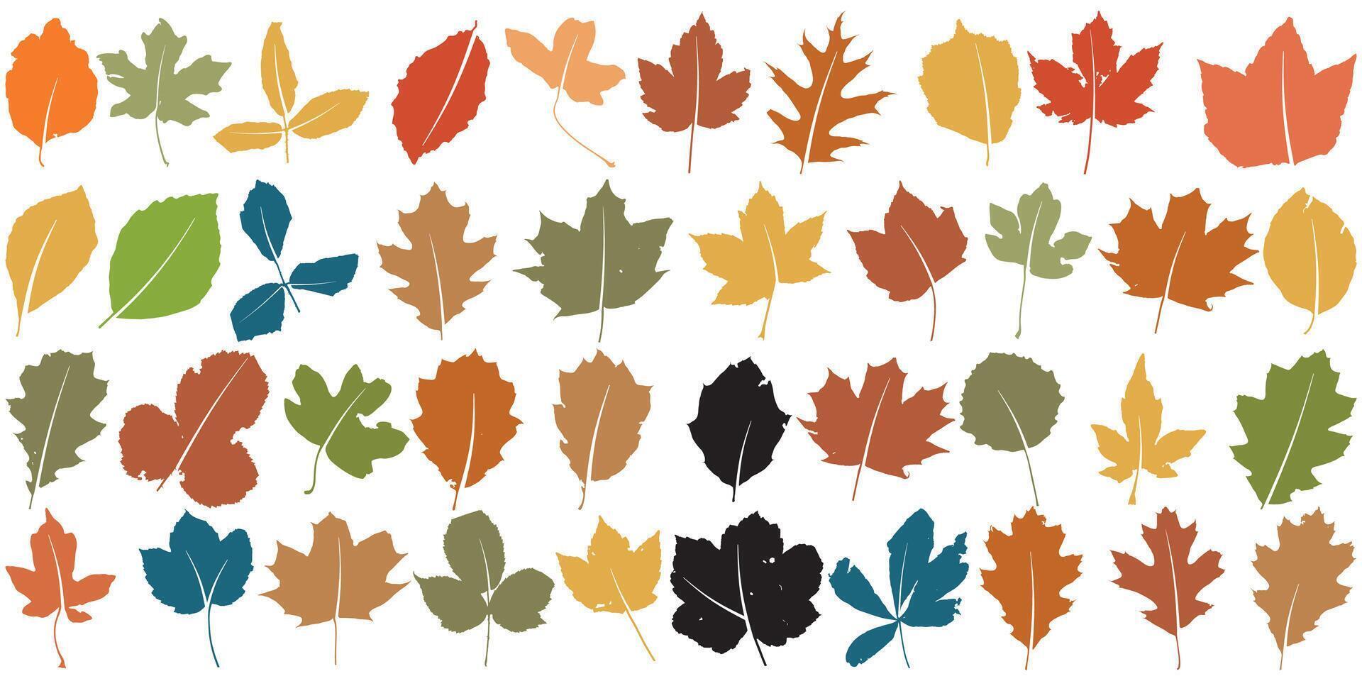 Collection of colourful Autumn or Fall leaves isolated on a white background vector