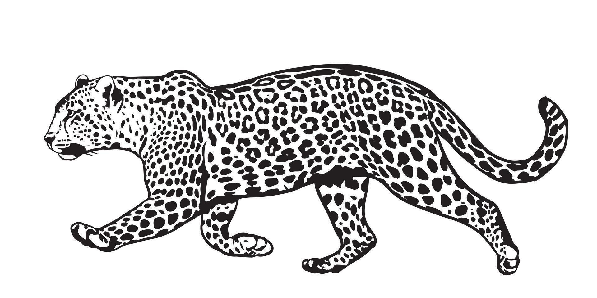 A leopard walking in a line on a white background vector