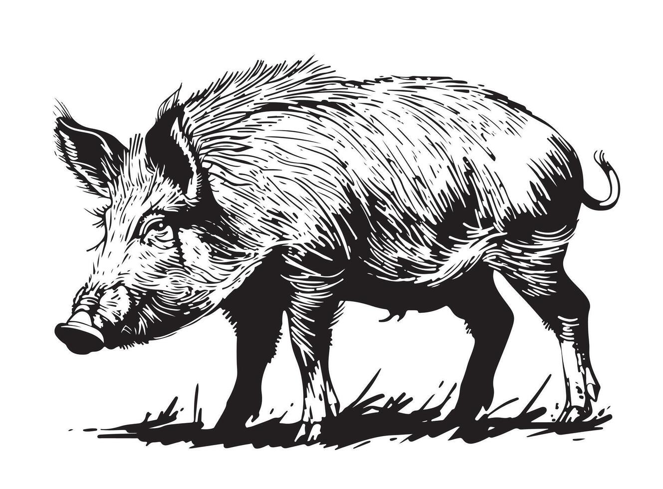 Wild boar illustration vector