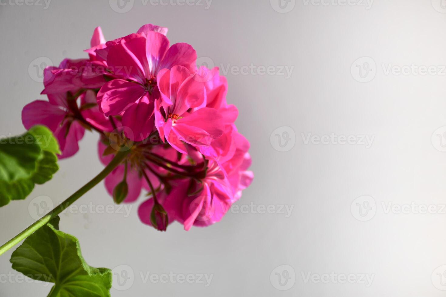 Pink Geranium flower. Blooming Pelargonium flowers on white background. photo