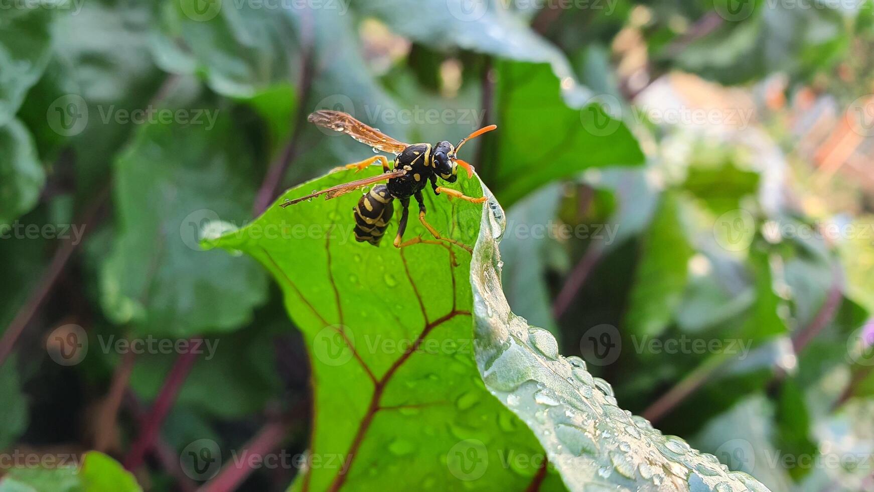 Macro of a wasp on green wet leaves with blurred background. A wet insect on a plant with rain drops. photo