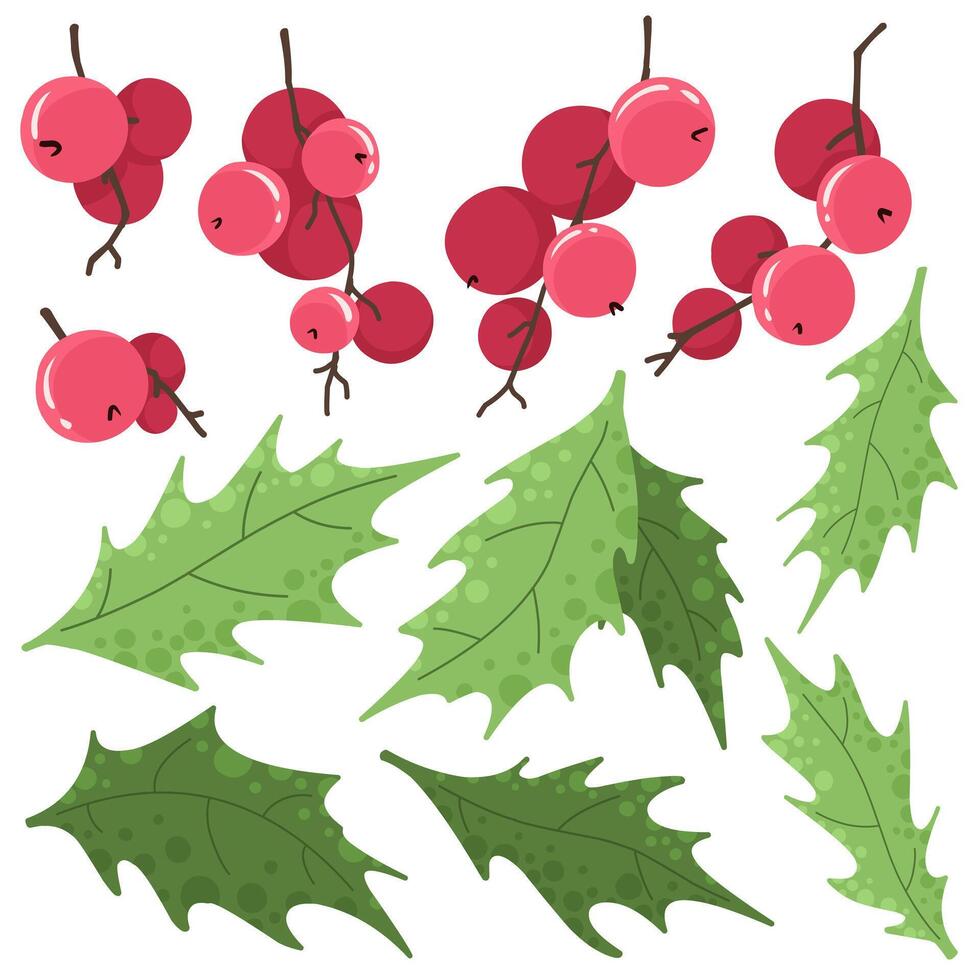 Collection of holly leaves and berries, Christmas berries, plant isolates for decor. vector