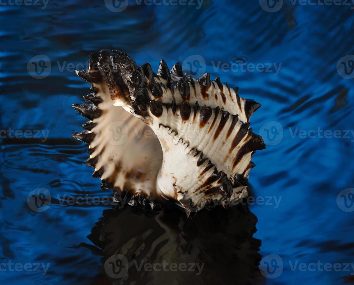 a shell with a black and white pattern on it in blue water photo