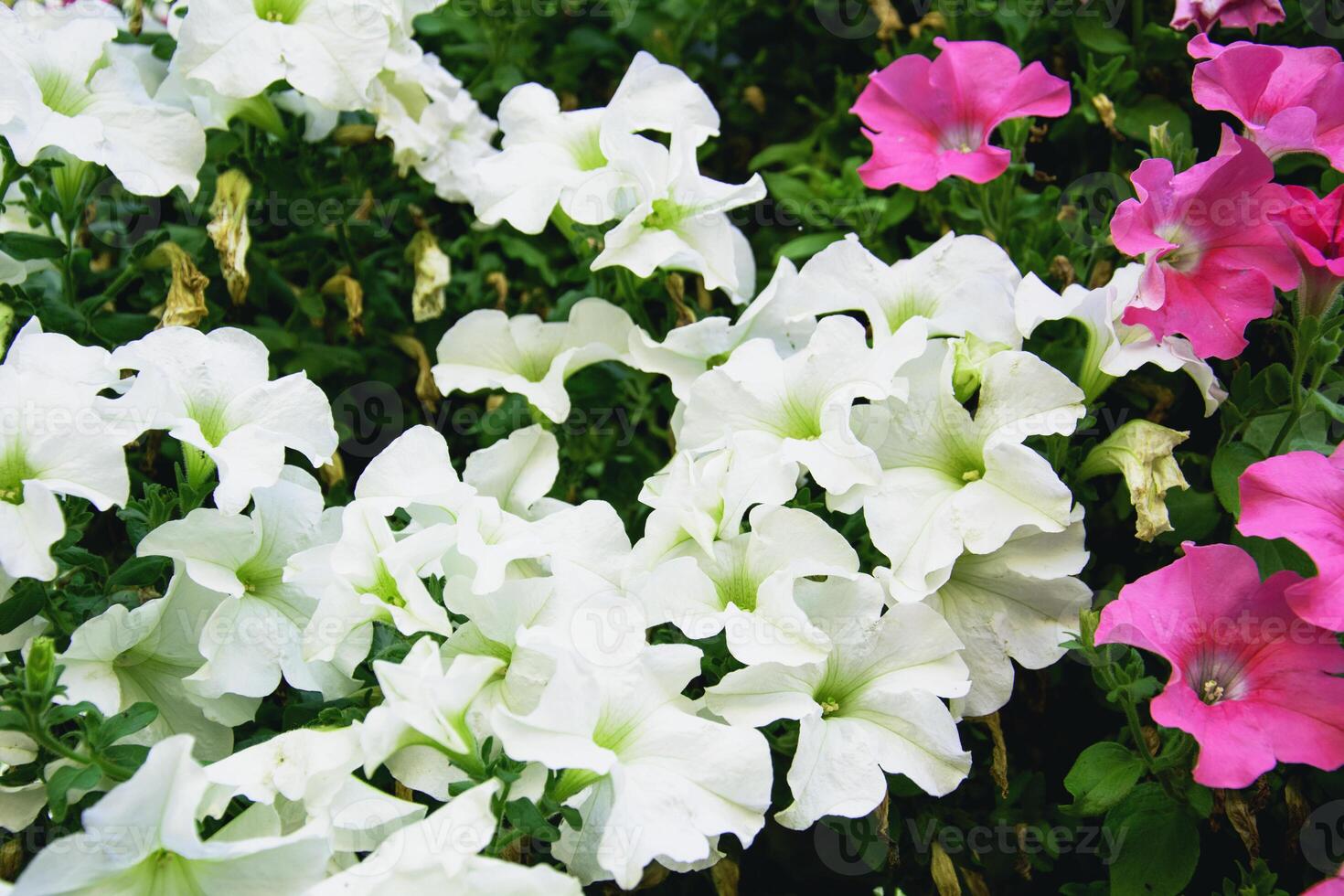 A bunch of white and pink flowers photo