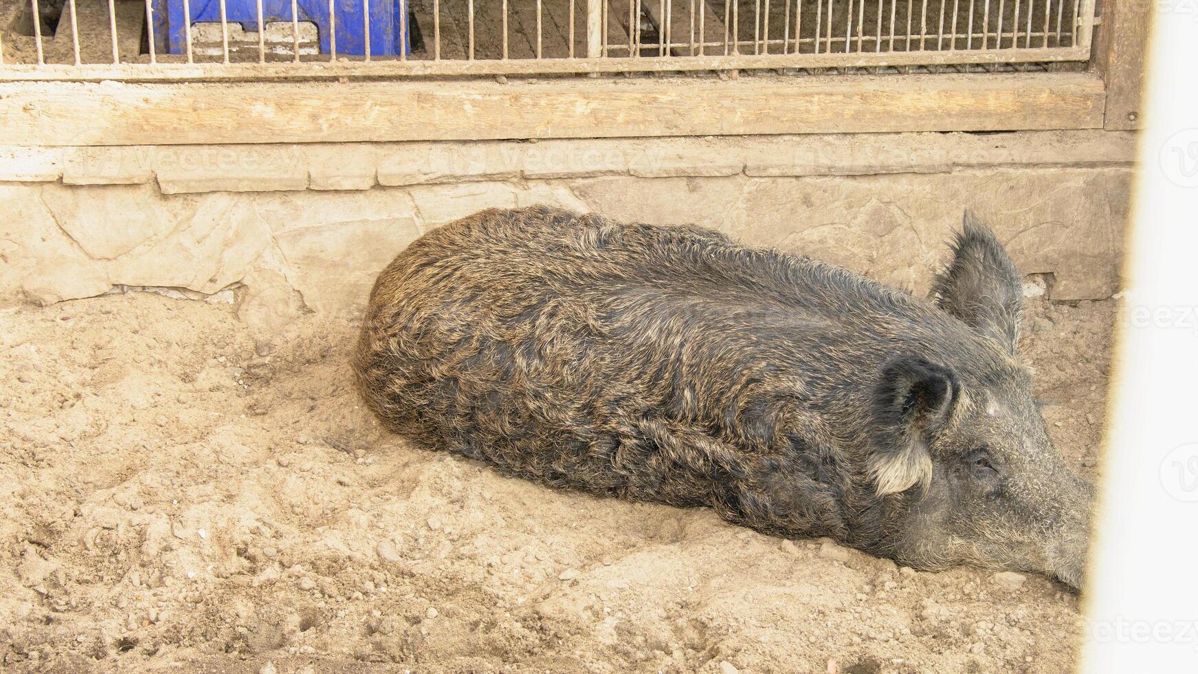A pig laying in the dirt in a pen photo