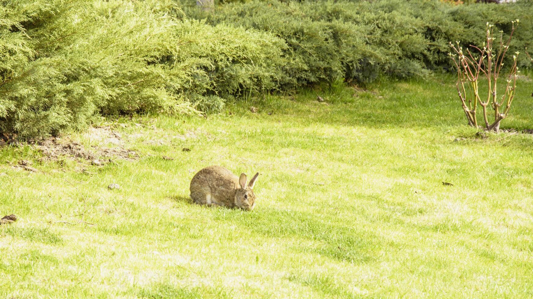 A rabbit is sitting in the grass on a sunny day photo
