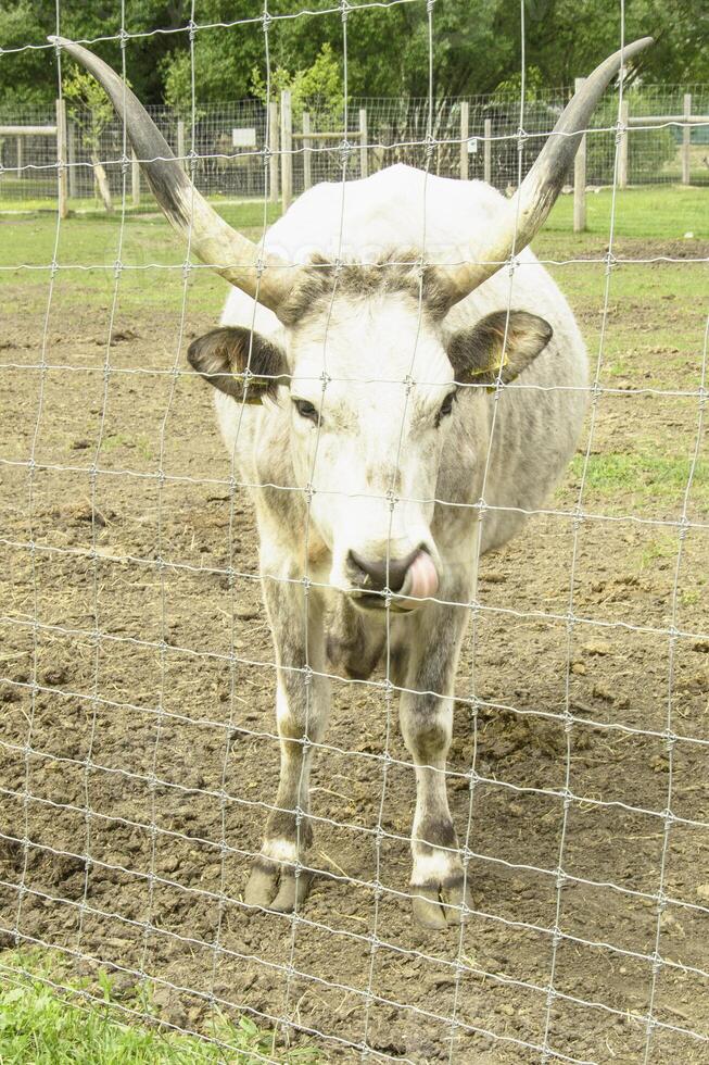 A bull is standing behind a fence in a field photo