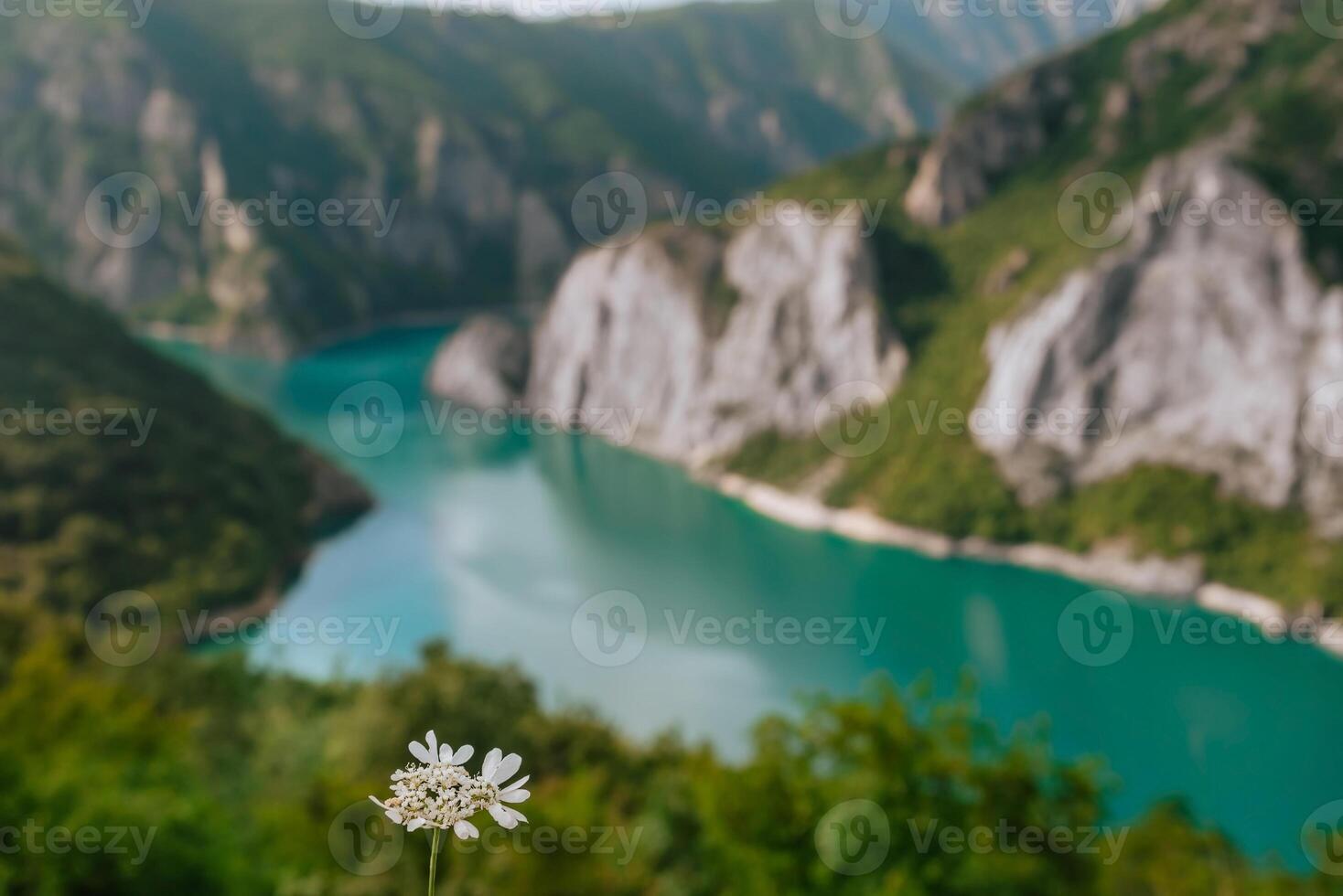 White Flower with Unfocussed Piva Lake Background photo