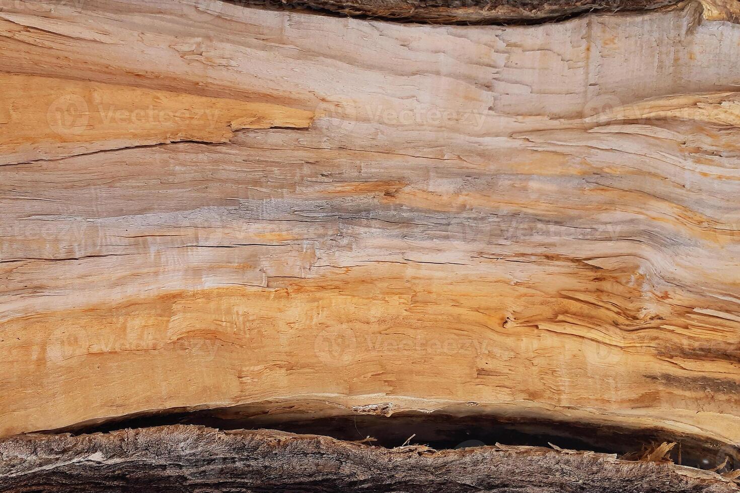 Old naked tree trunk. Wood texture for background image. photo