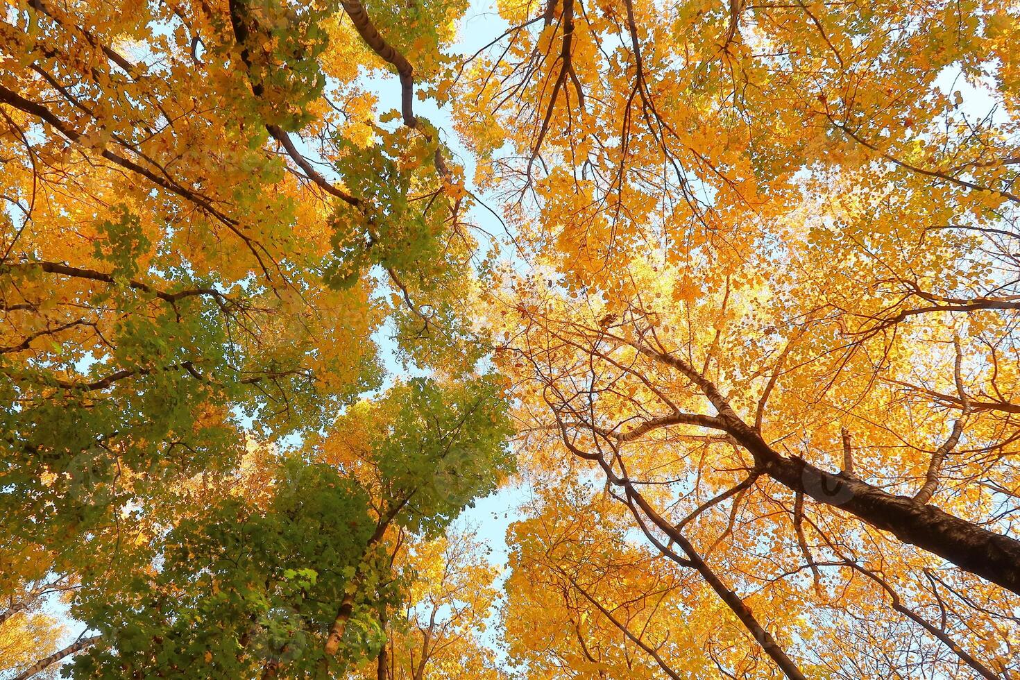 Autumn tree tops with yellow and green leaves. Background image. Low angle view. photo