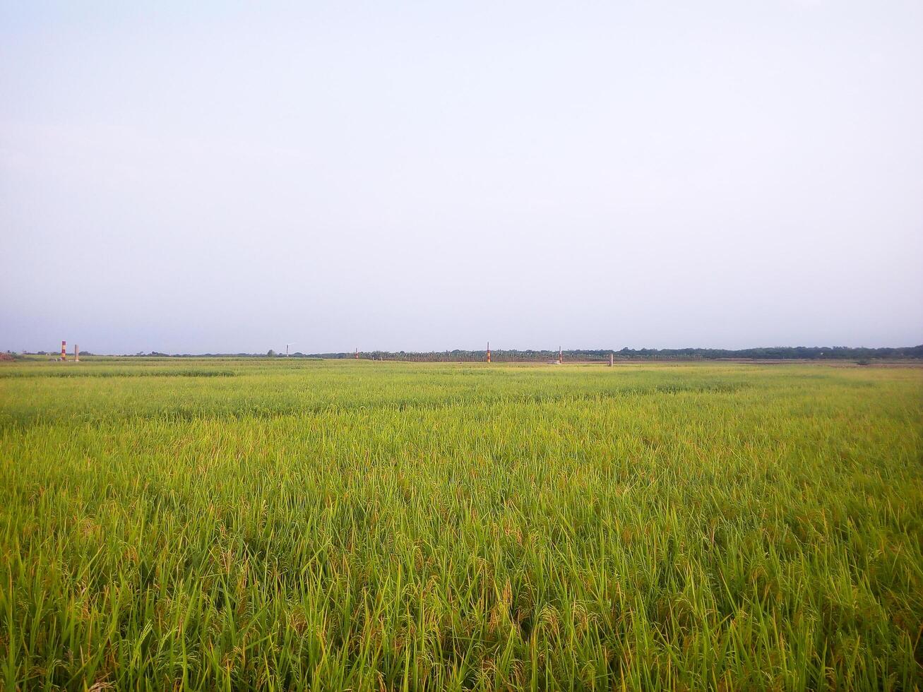 a field with rice tree photo