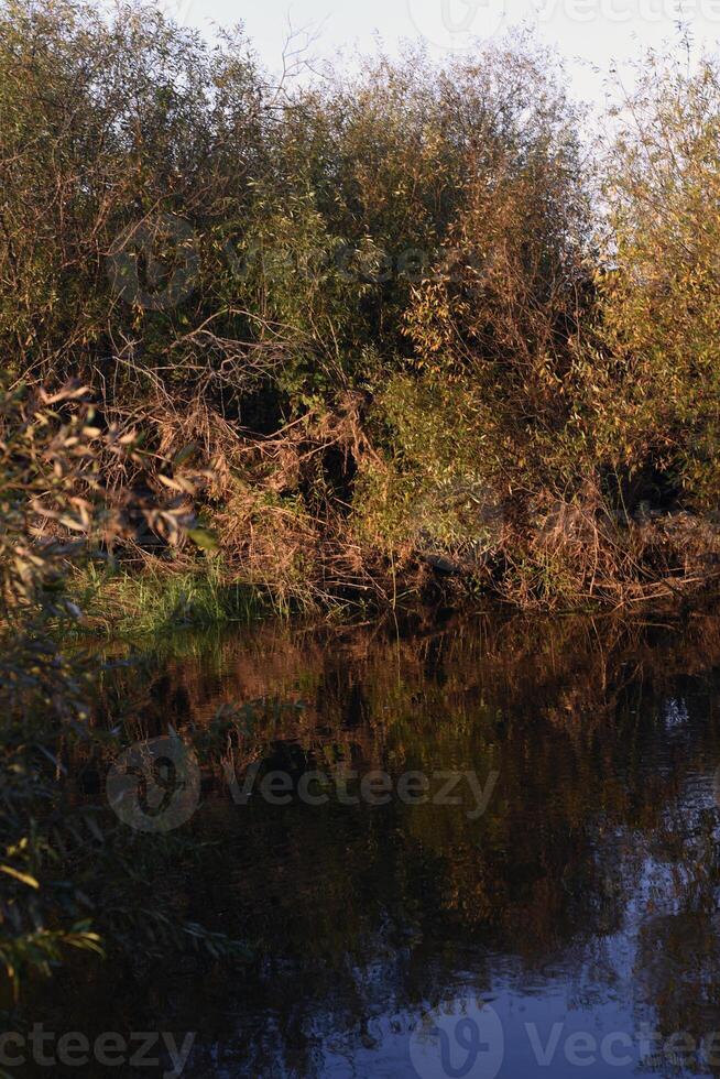 Autumn landscape of a blue lake and yellowing trees. Yellow-green trees by the river in the morning. photo