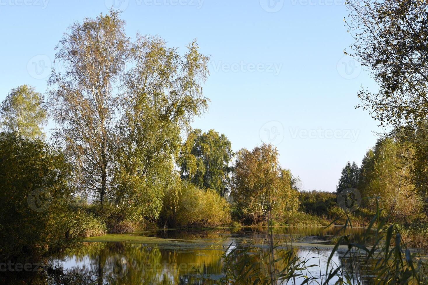 Autumn landscape of a blue lake and yellowing trees. Yellow-green trees by the river in the morning. photo