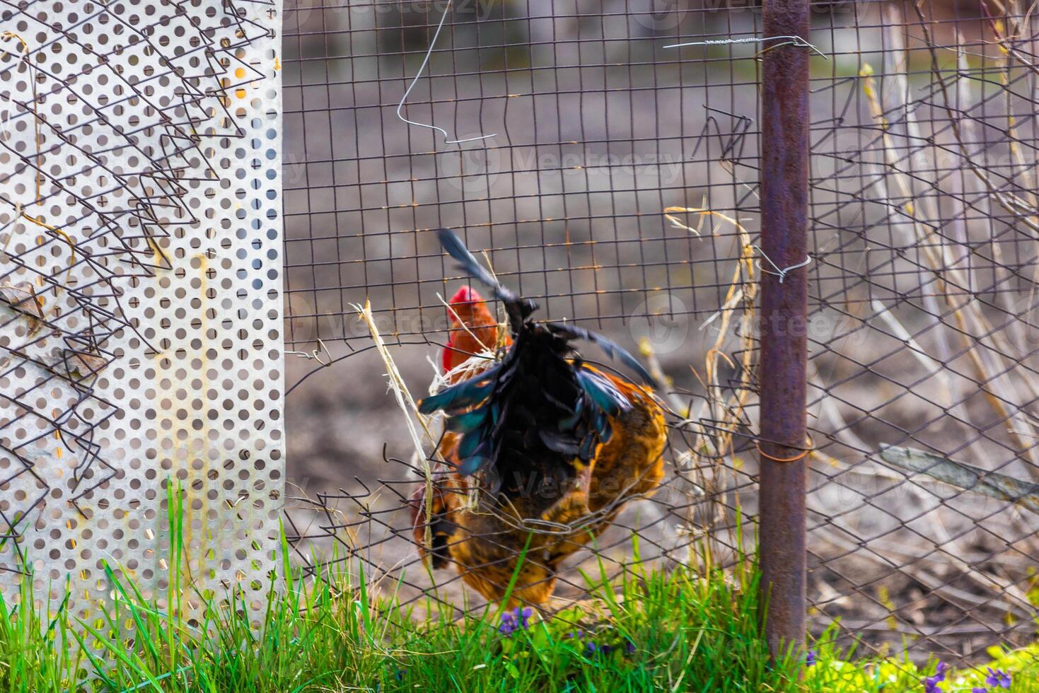 Rooster is squeezing through the hole in old wire fence. photo
