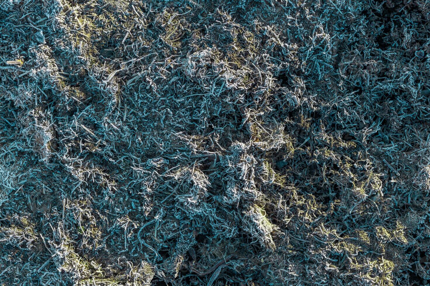last years dead grass covered with frost photo