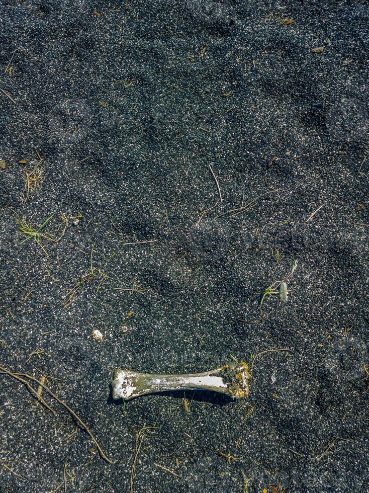 bone laid on black sand or ashes surface under direct sun light photo