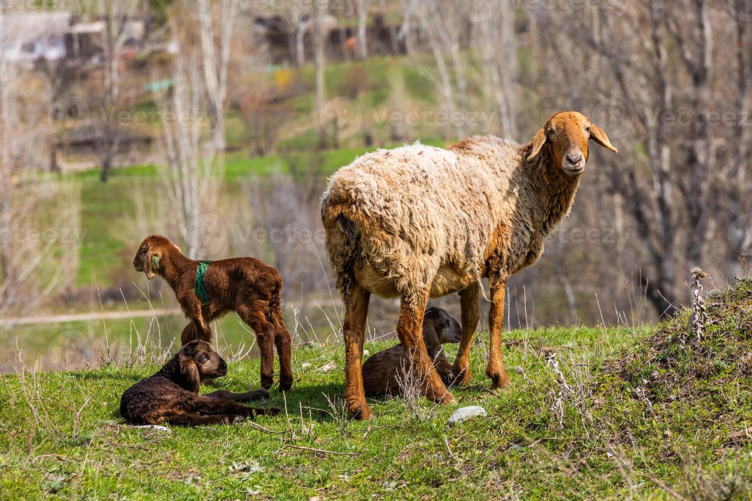 Sheep with lambs on yellow grass on a sunny spring day photo