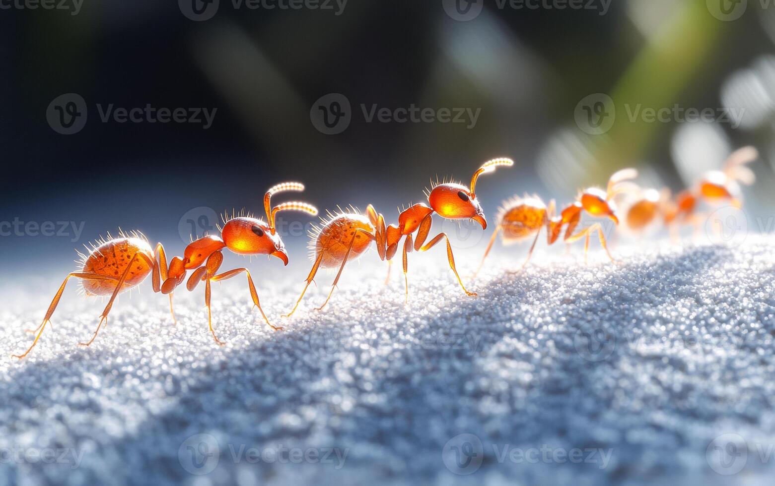 A group of ants are walking in a line. Concept of unity and teamwork among the ants as they move together photo