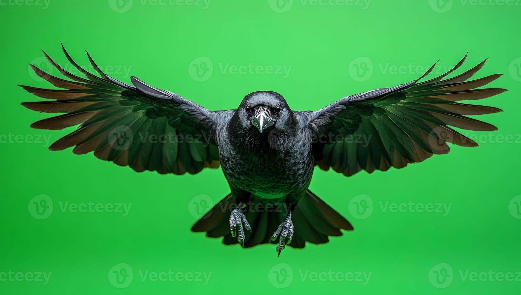A black crow is flying in the air with its wings spread wide. The bird is looking down at the ground, possibly searching for food. The image has a moody and mysterious feel, as the crow's dark color photo