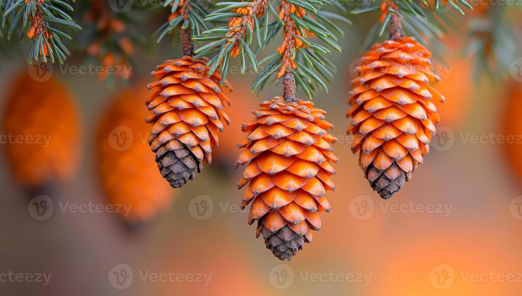 Pine cones on evergreen branches. Bright orange pine cones dangle gracefully from evergreen branches, showcasing nature's beauty during the autumn season. photo