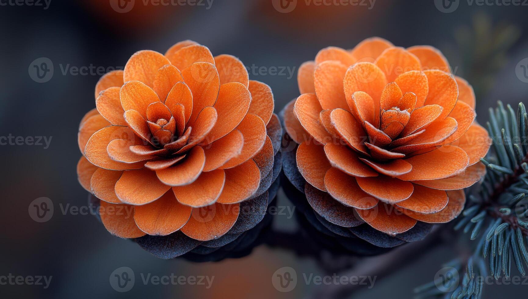 Orange pine cones on autumn branch. Two vibrant orange pine cones rest delicately on a tree branch during the crisp autumn season, showcasing their unique texture and shape. photo
