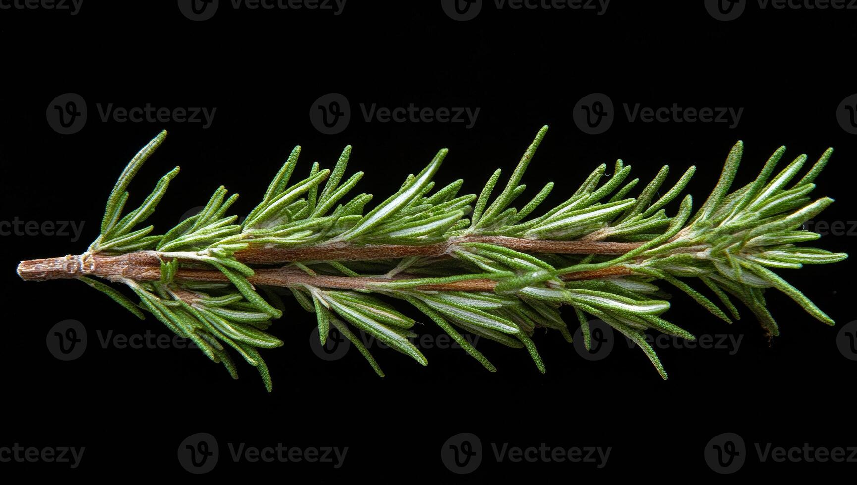 A close up of a green leafy plant with a black background. The leaf is long and thin, with a few brown tips. Concept of calm and serenity photo
