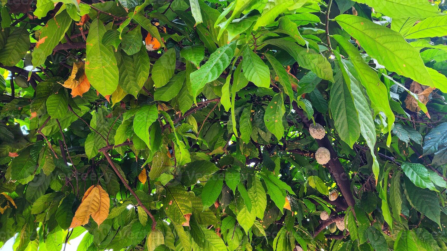 a tree with many green leaves and fruit photo