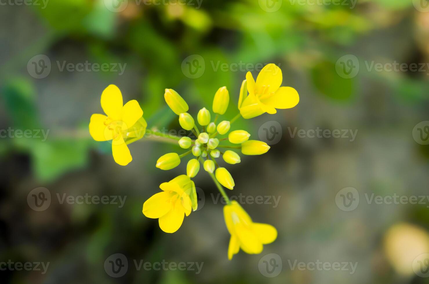 Beautiful yellow flowers in green leaves. Yellow buttercup flowers photo