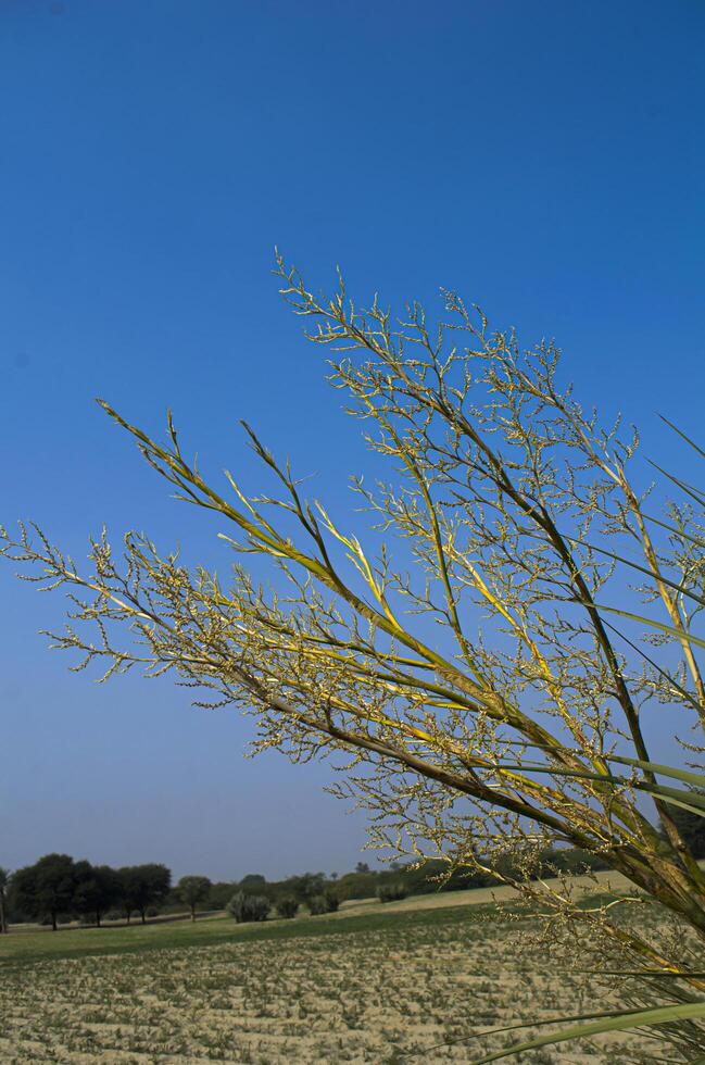 There are some small green trees under the blue sky photo