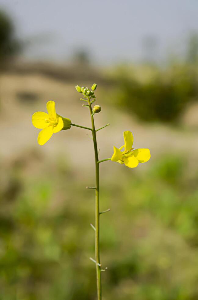 Nice Yellow flowers on green grass background.yellow flowers on the roadside edge photo