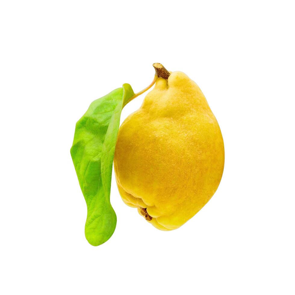 Ripe quince fruits with leaf and slice isolated photo
