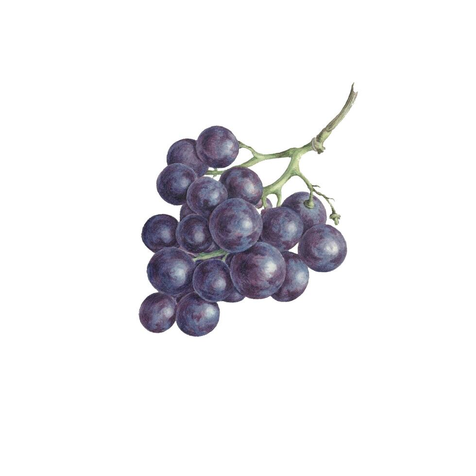 A bunch of grapes with water drops on it photo