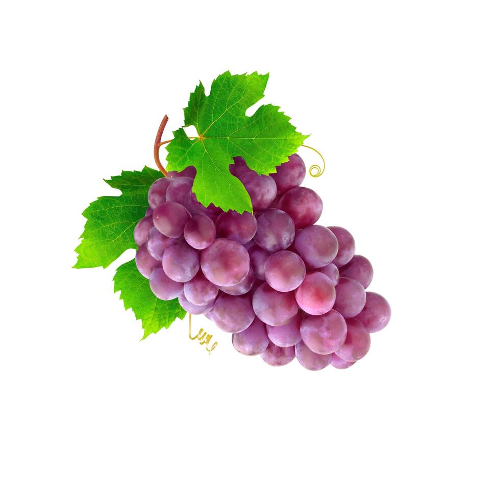 A bunch of grapes with water drops on it photo
