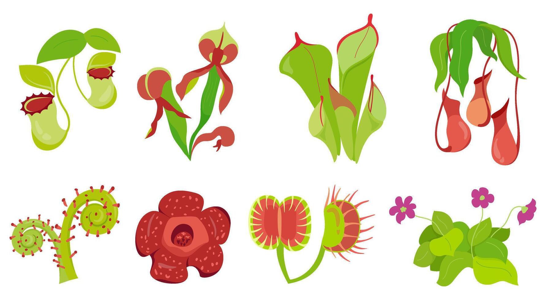 Collection of carnivorous plants with specialized leaves, smell that trap and digest insects for nutrition Venus flytrap, Nepenthes, rafflesia, darlingtonia Set of illustrations flowers vector