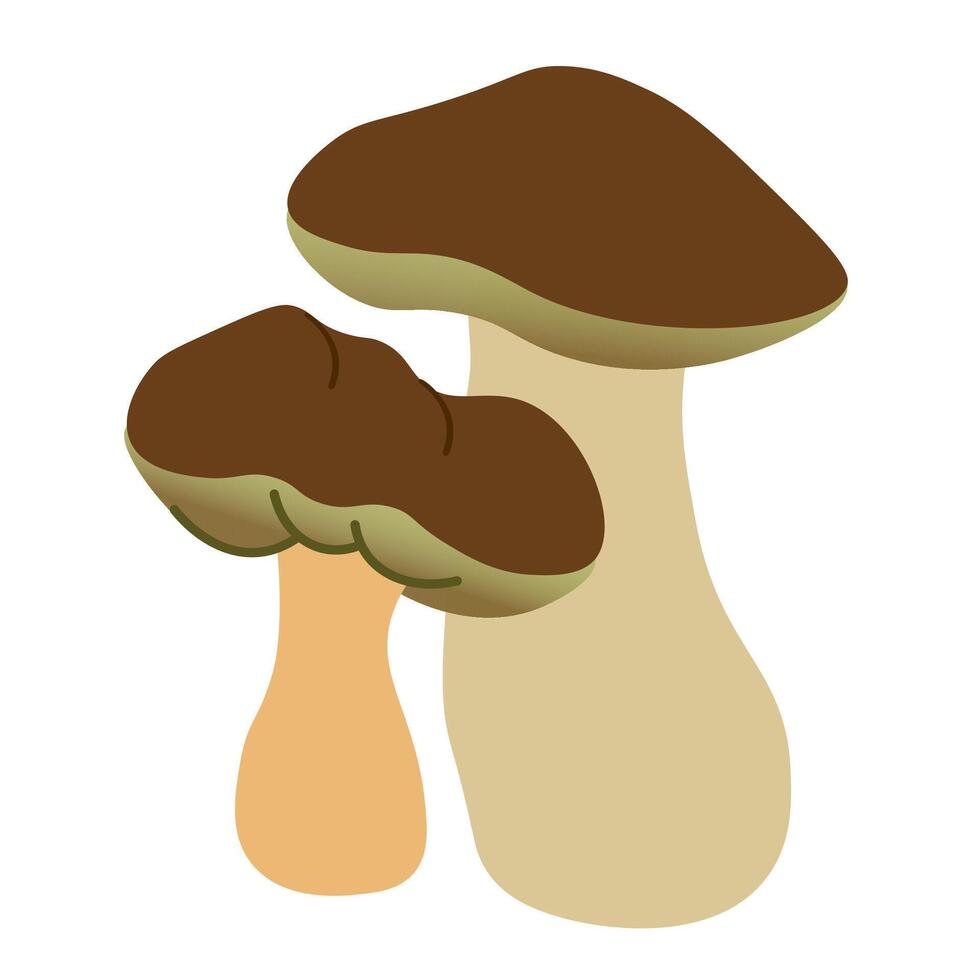 two brawn forest mushrooms illustration vector