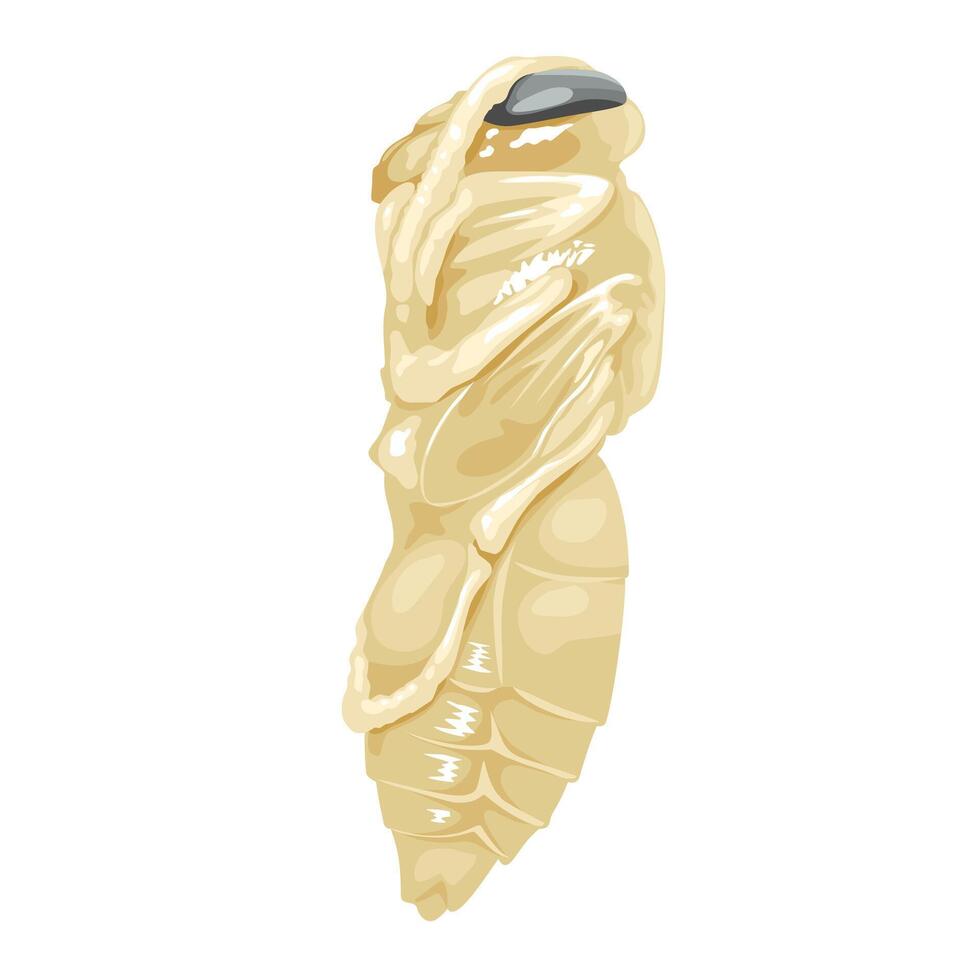 Illustration of the pupa of the Vespa affinis wasp, also known as the lesser banded hornet, isolated on a white background. vector