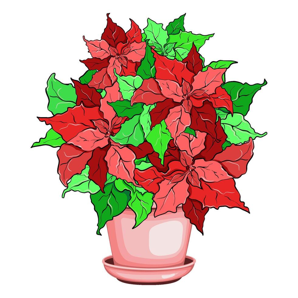 Poinsettia flowers in a clay pot vector