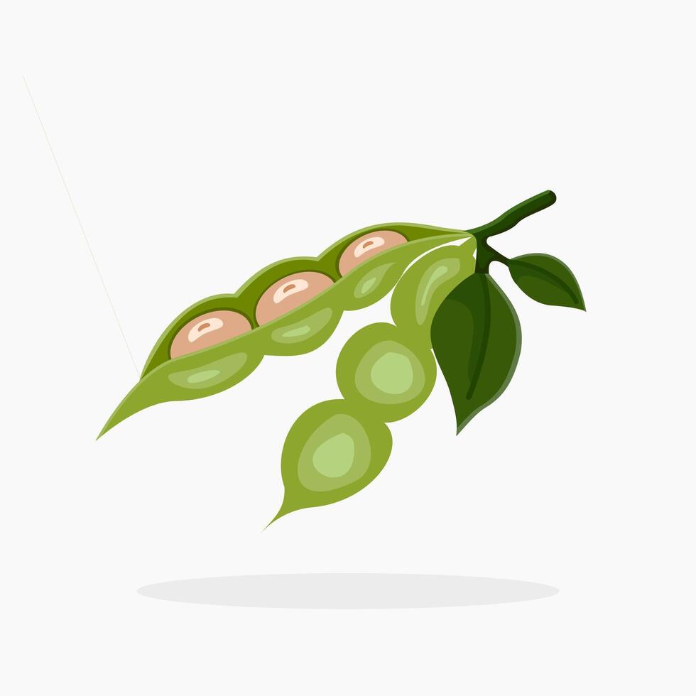 illustration of soybean with leaves designed in flat cartoon style, isolated on white background. vector