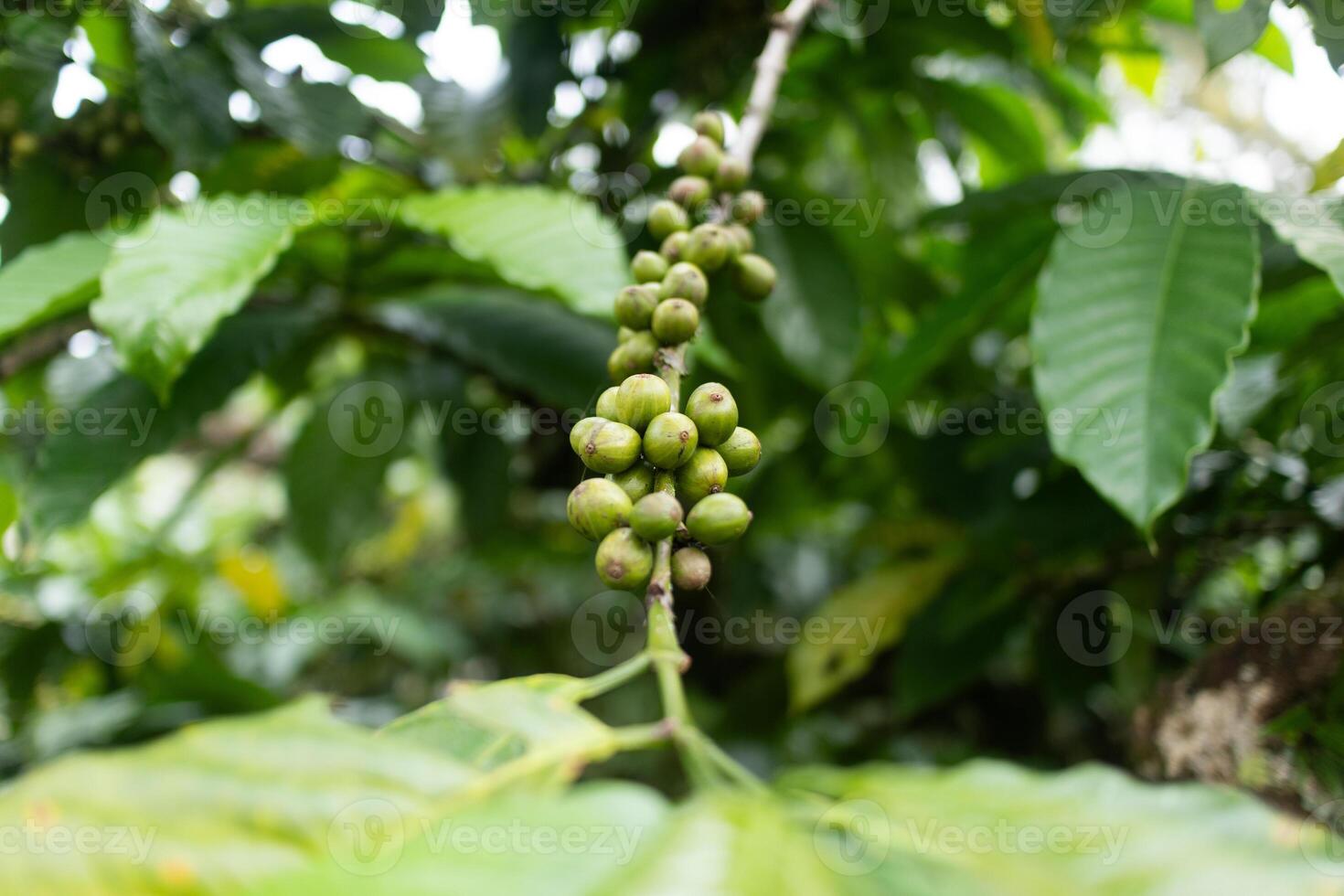 Unripe Coffee Beans Growing on Tree. photo