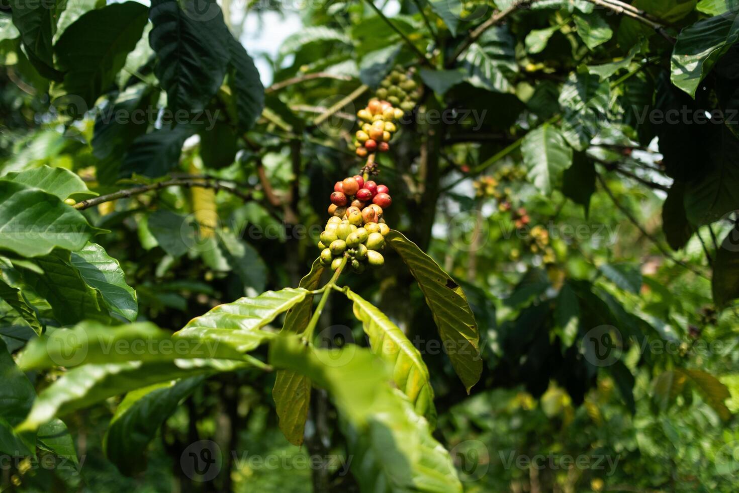 Green Coffee Beans on Tree Branch. photo