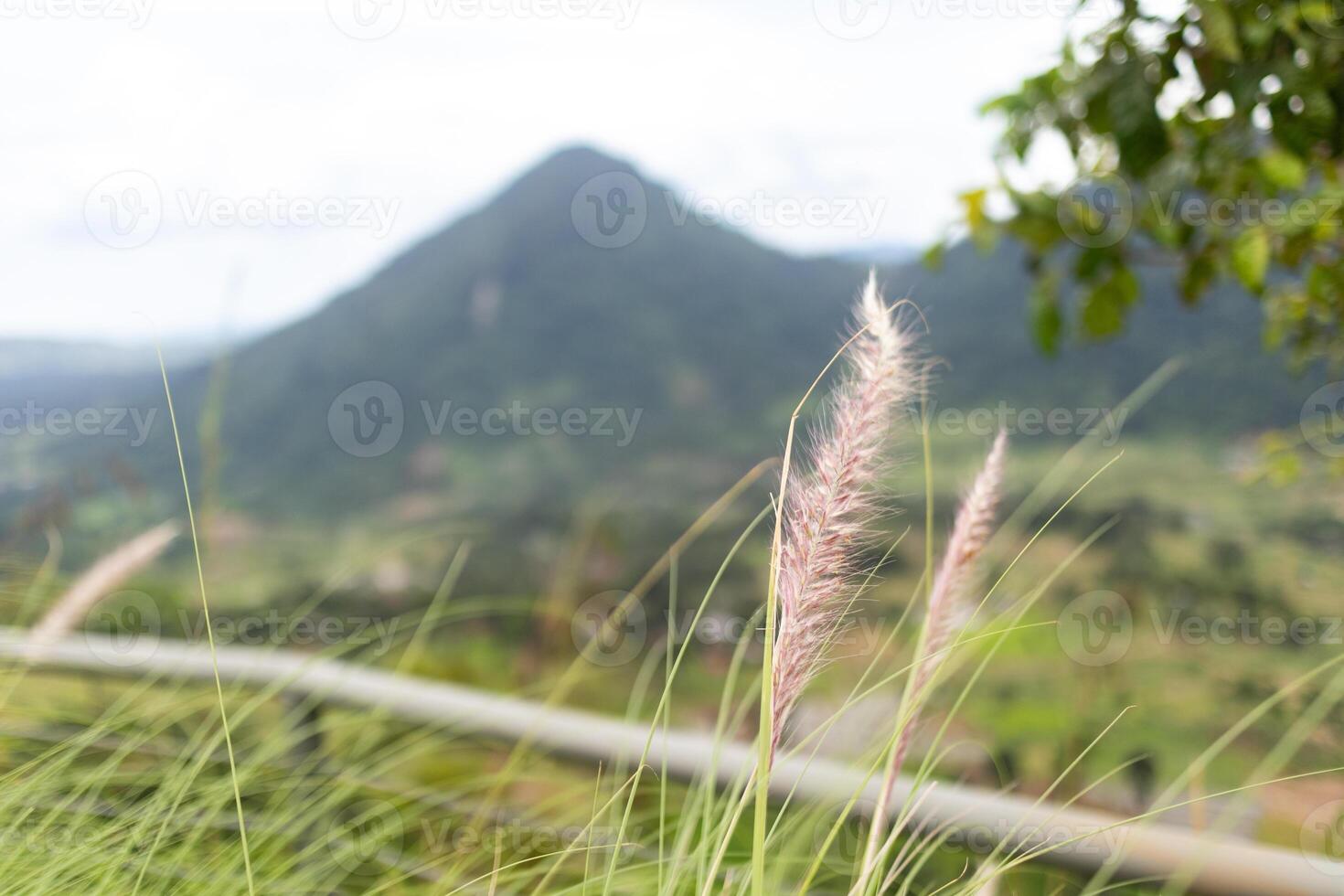 Close Up of Grass with Mountain View. photo