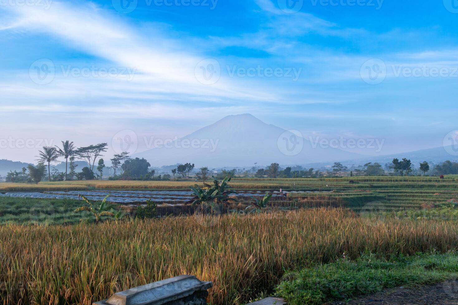 Misty Mountain and Rice Fields View photo