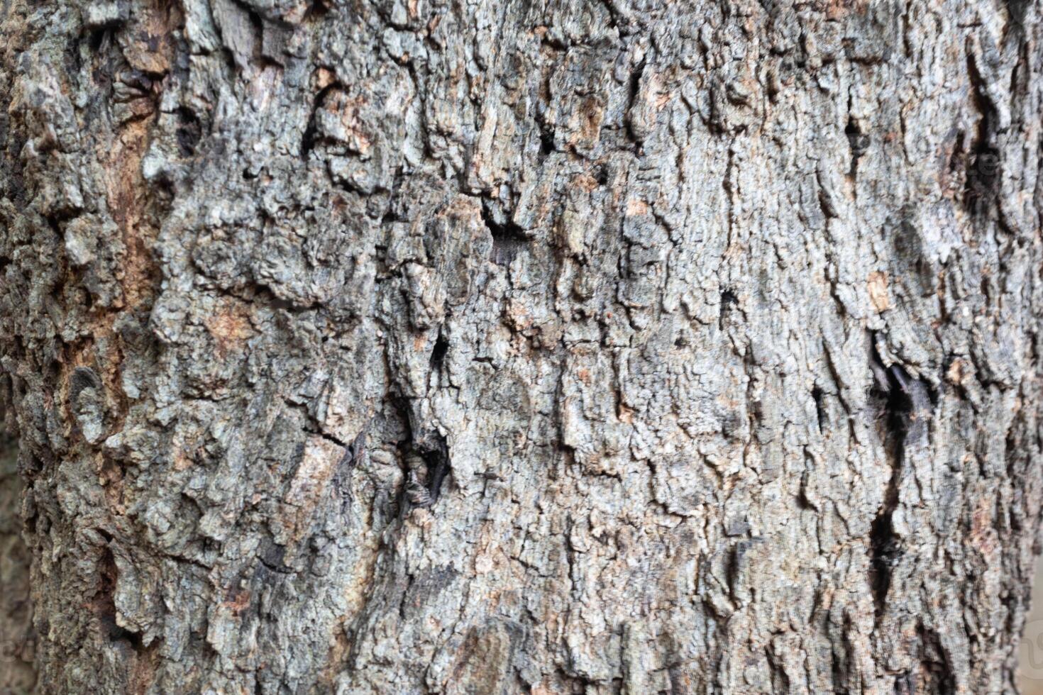 Close up of Tree Bark Texture. photo