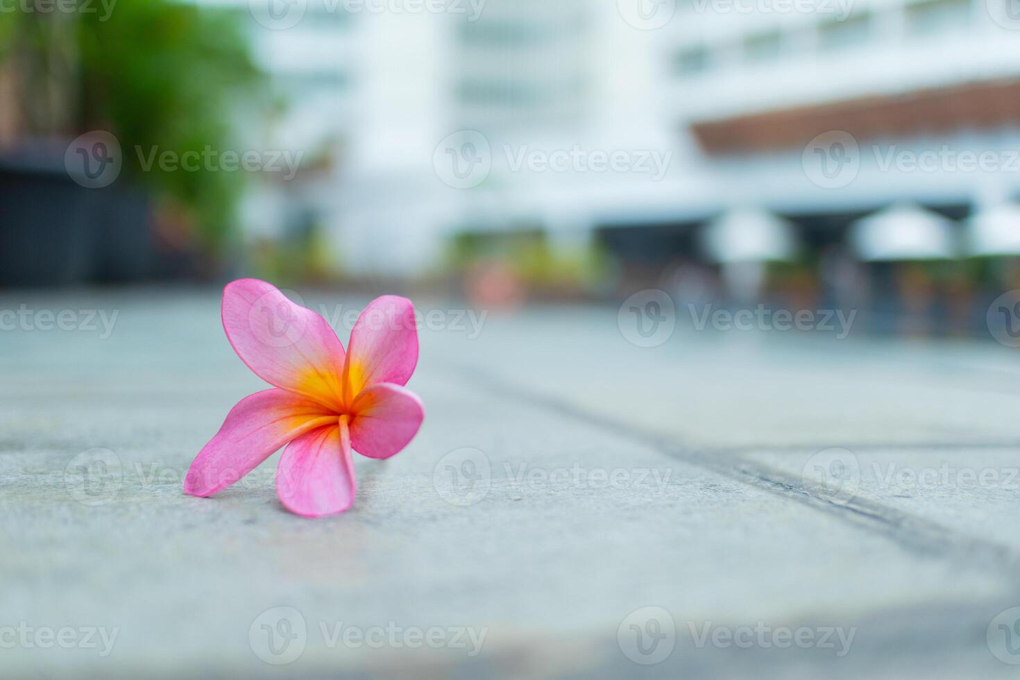 Frangipani on Urban Street photo