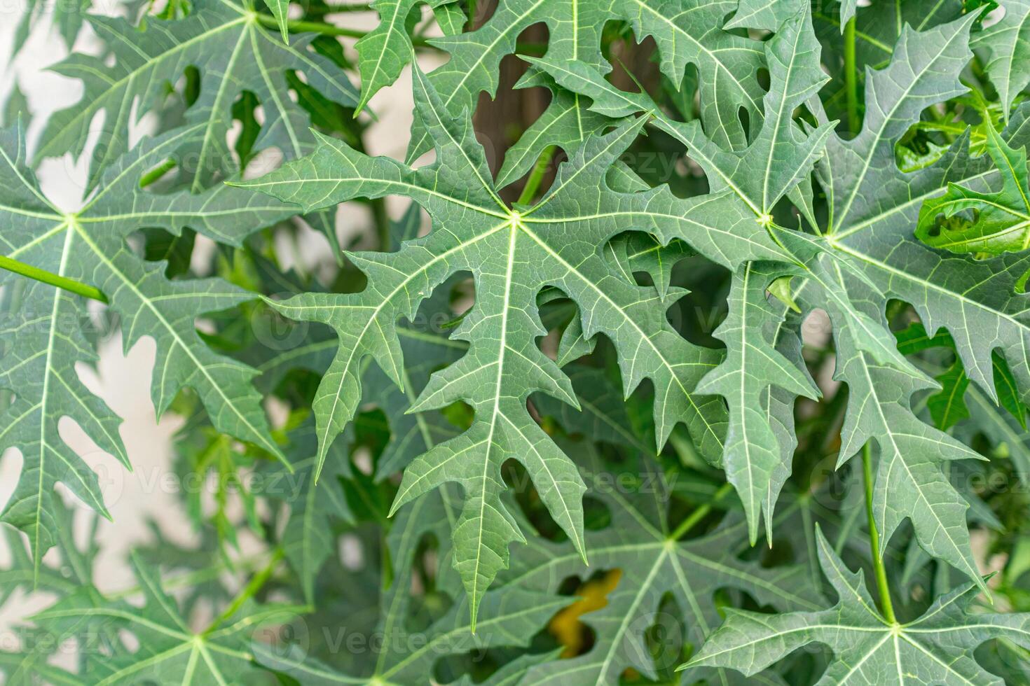 Papaya Leaves with Textured Patterns photo