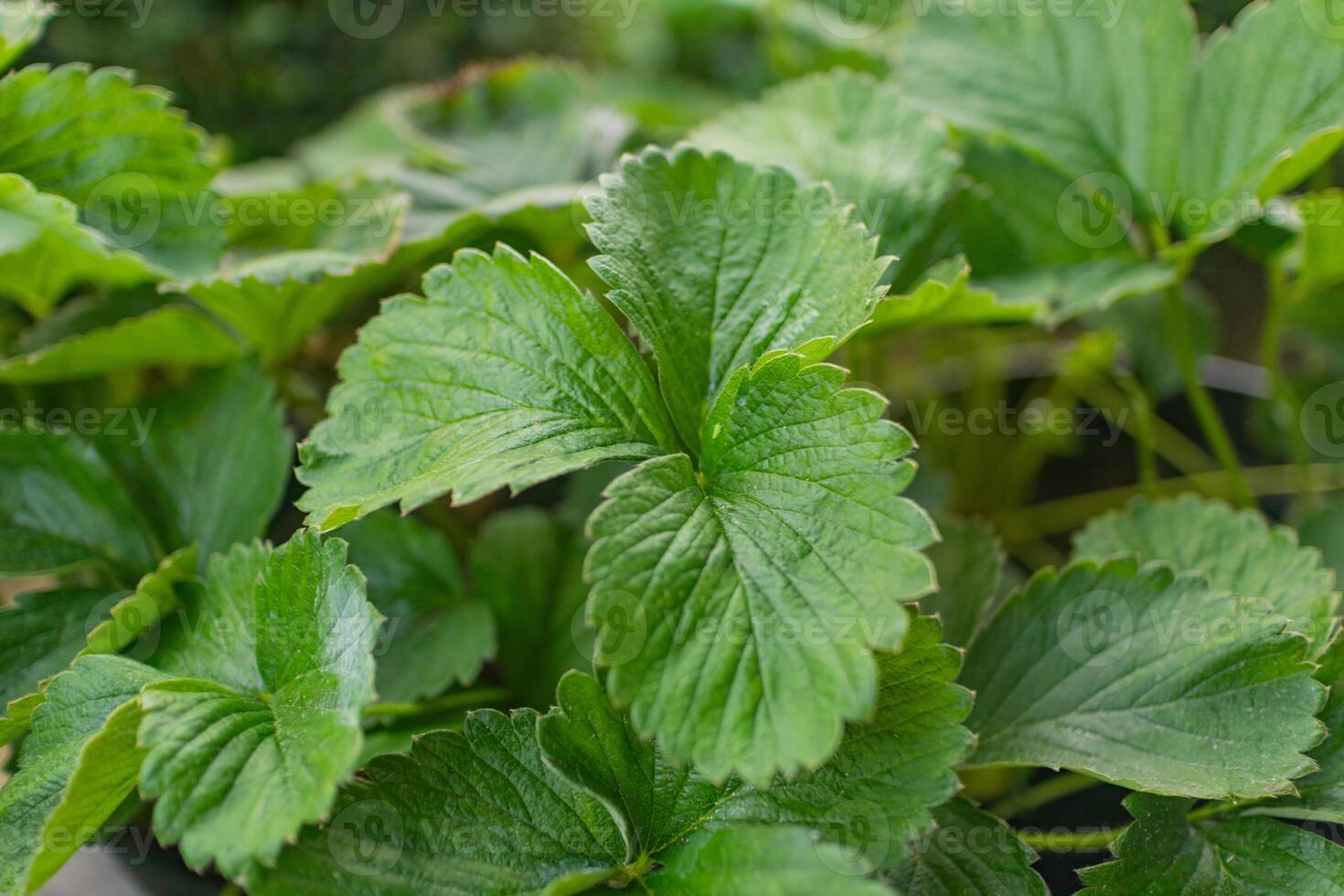 Strawberry Leaf Macro Green Texture photo