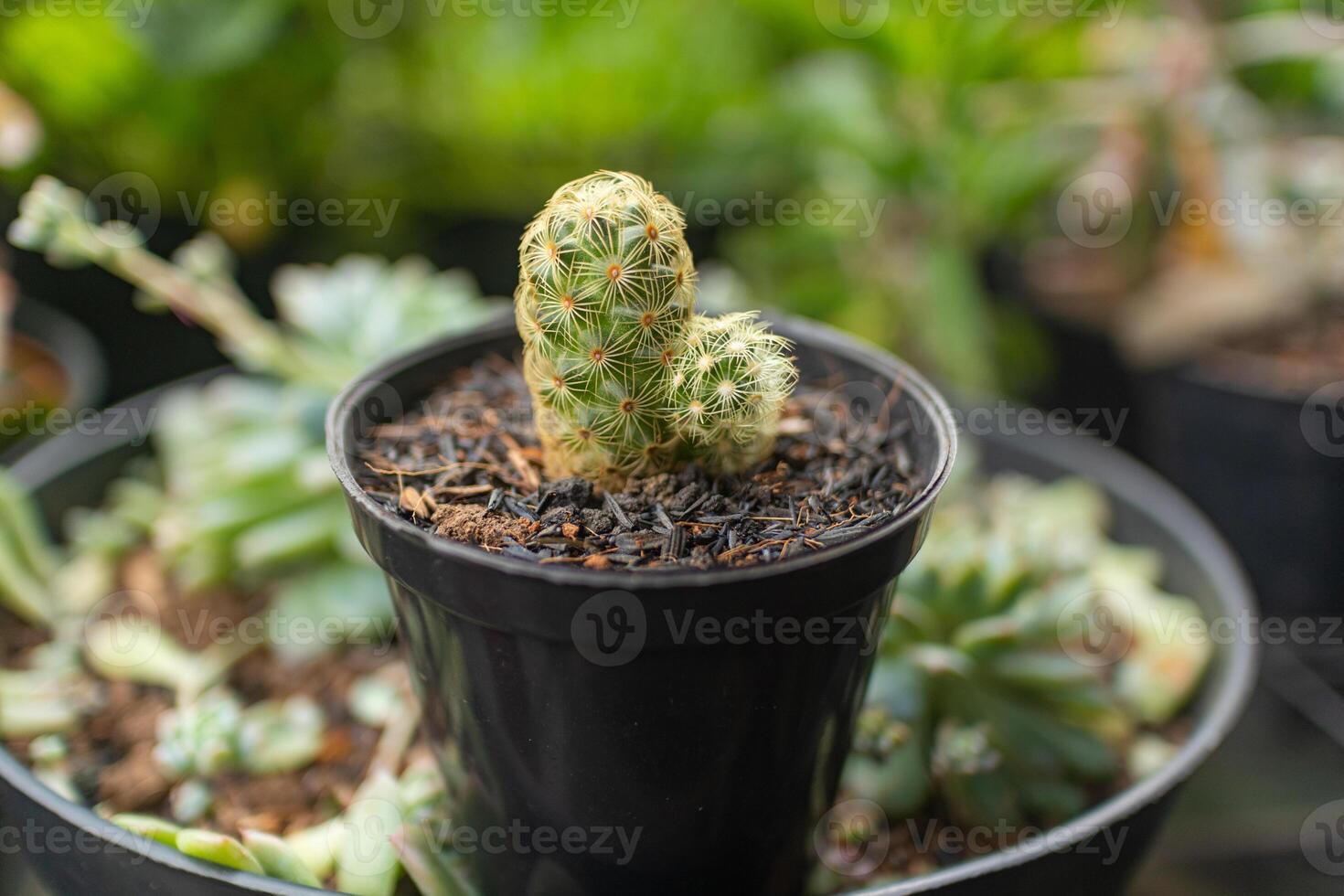 Fuzzy Cactus with Small Spines photo
