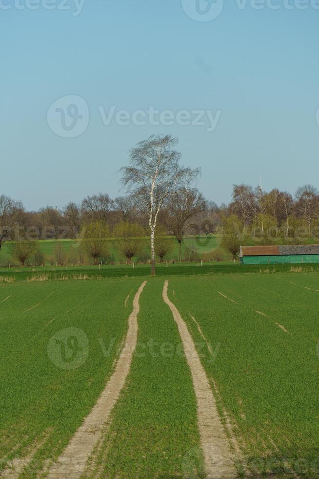 A field with a tree in the middle photo