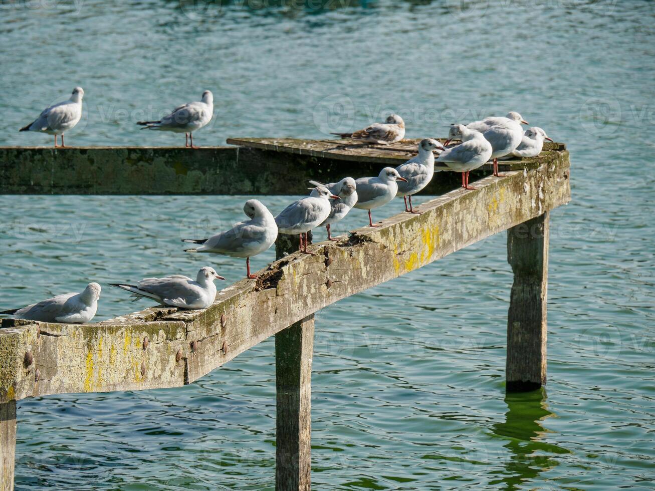 A group of seagulls sitting on a wooden pier photo