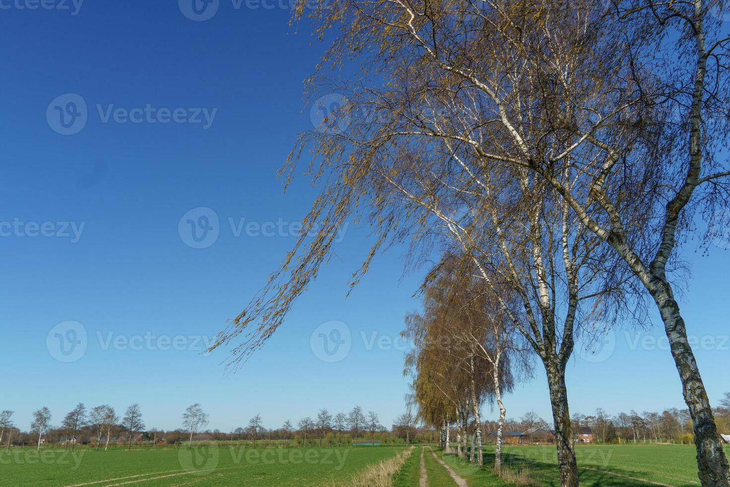 A row of trees photo